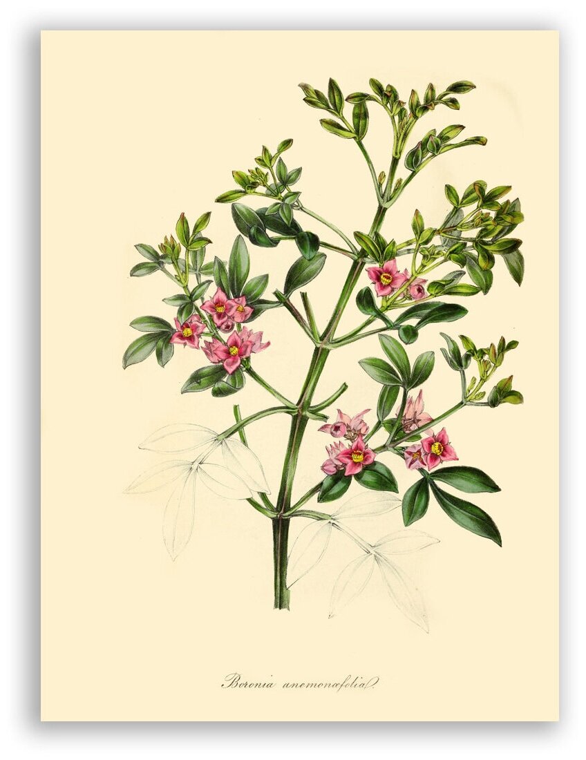 Гравюра Постер на бумаге / Boronia Anemonaefolia