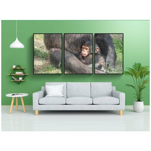 фото Набор модулных постеров для интерьера "шимпанзе, baby, обезьяна" 60x90 см. в тубусе, без рамки lotsprints