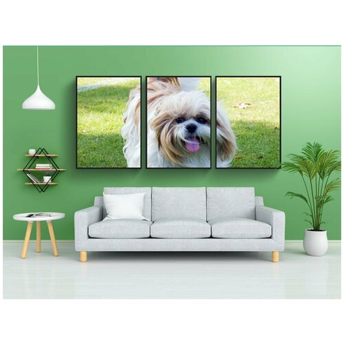 фото Набор модулных постеров для интерьера "собака, ши тцу, животное" 60x90 см. в тубусе, без рамки lotsprints