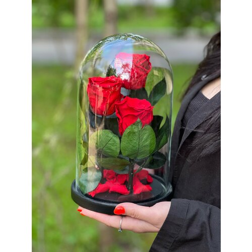 Красные трио «Premium» розы в колбе в подарочной коробкой с вау-эффектом /26 см Живет 5 лет