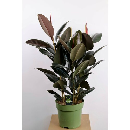 Фикус Эластика Абиджан (D-27 H-100/110)