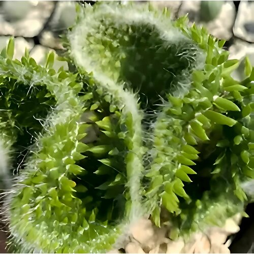 Опунция Субулата Кристата (Opuntia Subulata Cristata) D8,5см