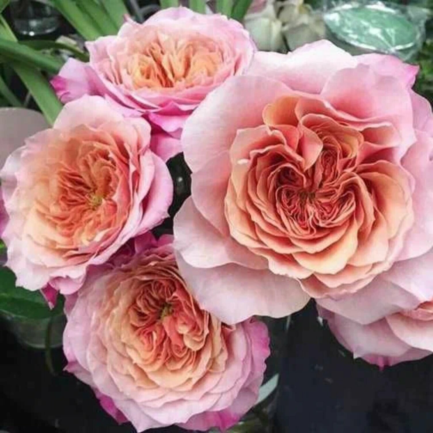 Роза японская Мияби Ча Miyabi Cha коричнево-розовая многолетняя 1шт