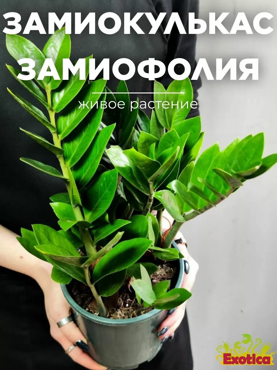 Замиокулькас Замиофолия (Zamioculcas Zamiifolia) D10см Долларовое Дерево