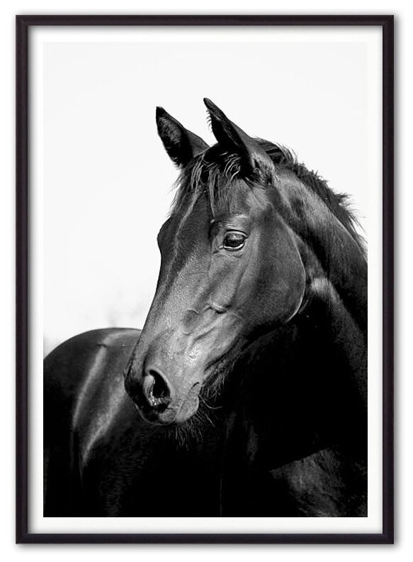 Постер в рамке Черная лошадь 1, 21х30 см