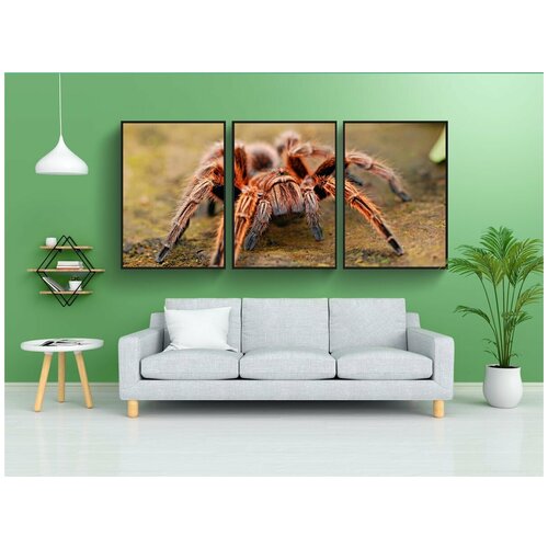 фото Набор модулных постеров для интерьера "паук, тарантул, паукообразный" 60x90 см. в тубусе, без рамки lotsprints