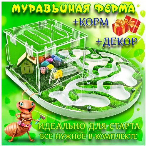 Муравьиная ферма