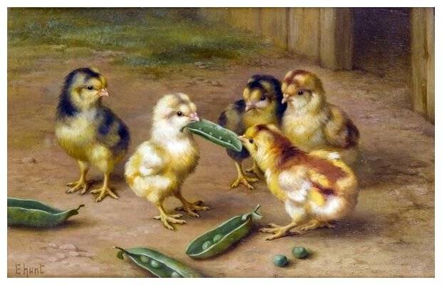 Постер на холсте Цыплята (Chickens) №1 47см. x 30см.