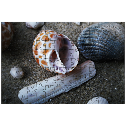 фото Магнитный пазл 27x18см."морская раковина, песок, природа" на холодильник lotsprints