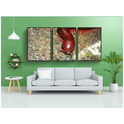 фото Набор модулных постеров для интерьера "животное, сороконожка, шоколад" 60x90 см. в тубусе, без рамки lotsprints