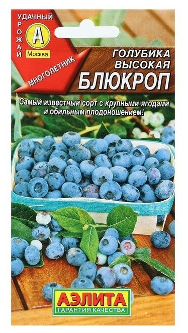 Голубика высокая блюкроп Аэлита самый известный сорт садовой голубики очень крупные ягоды сладкий вкус с нежным ароматом семена 001 г