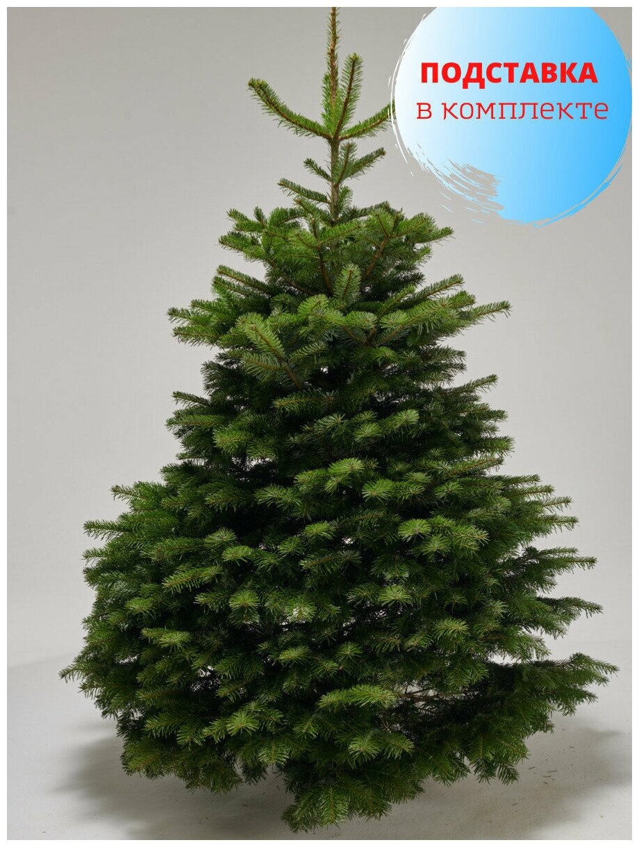 Комплект Пихта Нордмана экстра (Срез) 225-250 и Подставка