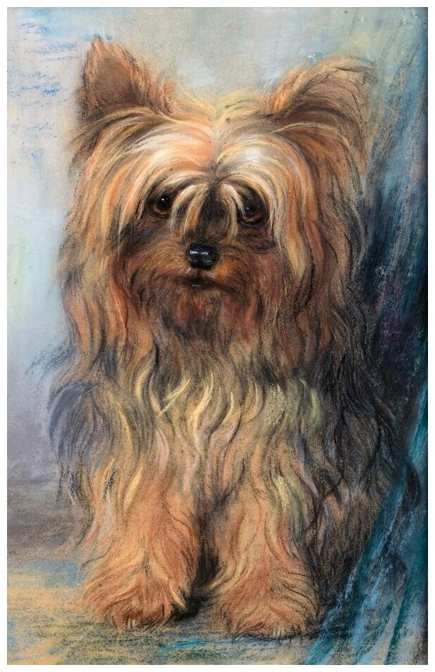 Репродукция на холсте Йоркширский терьер (A Yorkshire Terrier) Мод ди Хипс 30см. x 47см.