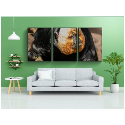 фото Набор модулных постеров для интерьера "обезьяна, белоголовые саки, портрет обезьяны" 60x90 см. в тубусе, без рамки lotsprints