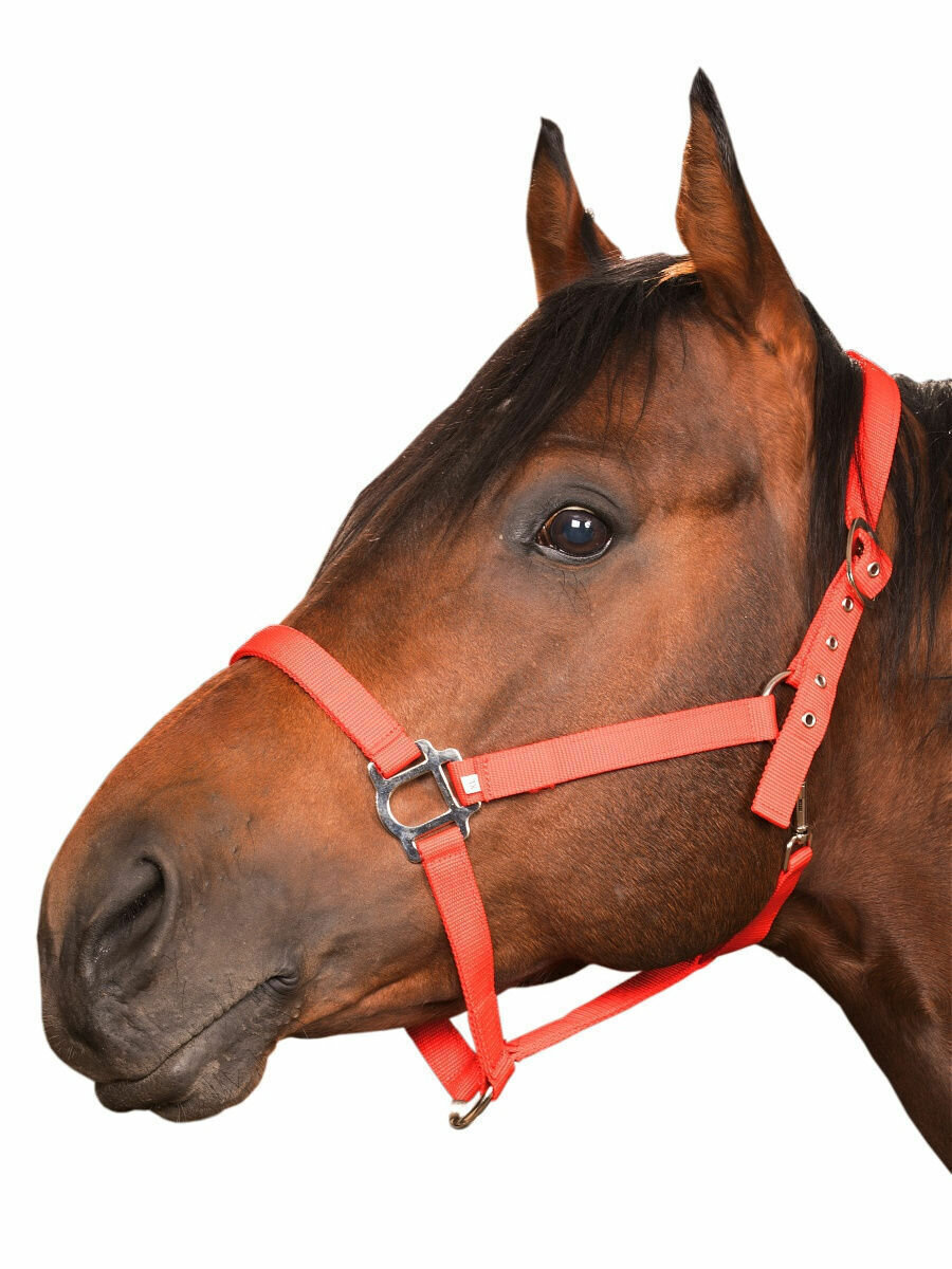 Sweethorse / Недоуздок для лошади и пони COB - фотография № 2