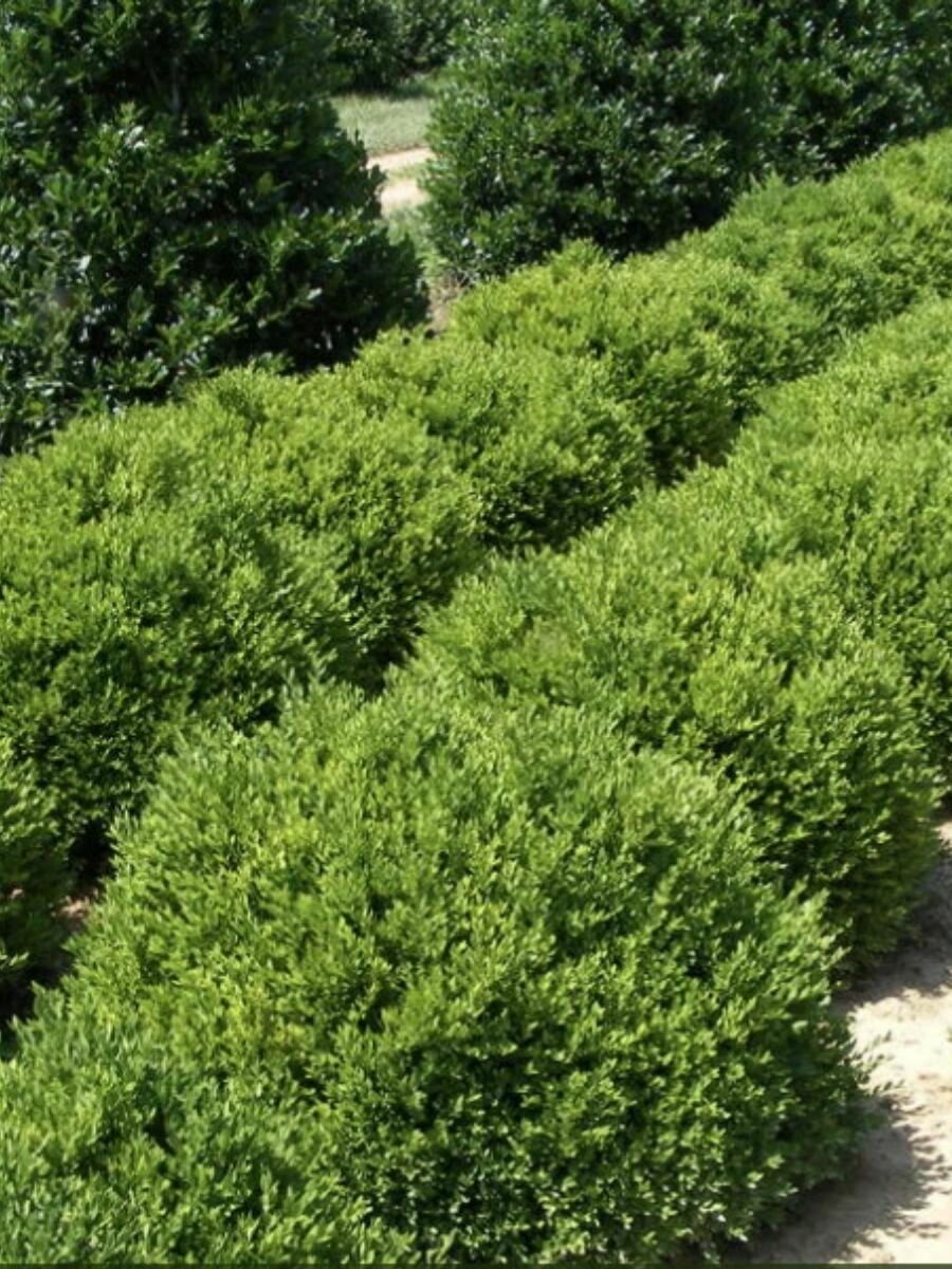 Семена Самшит мелколистный корейский (Buxus microphylla koreana), 10 штук