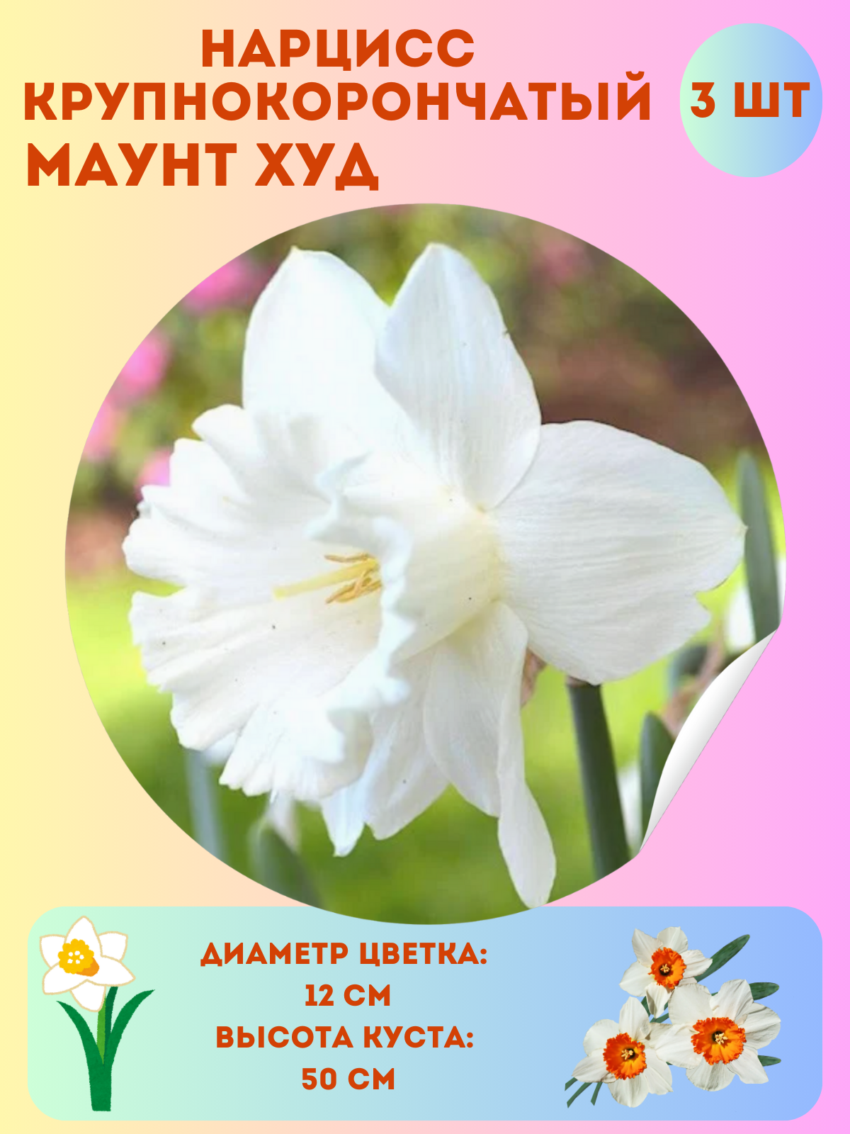 Нарцисс Маунт Худ многолетние цветы луковицы 3 шт