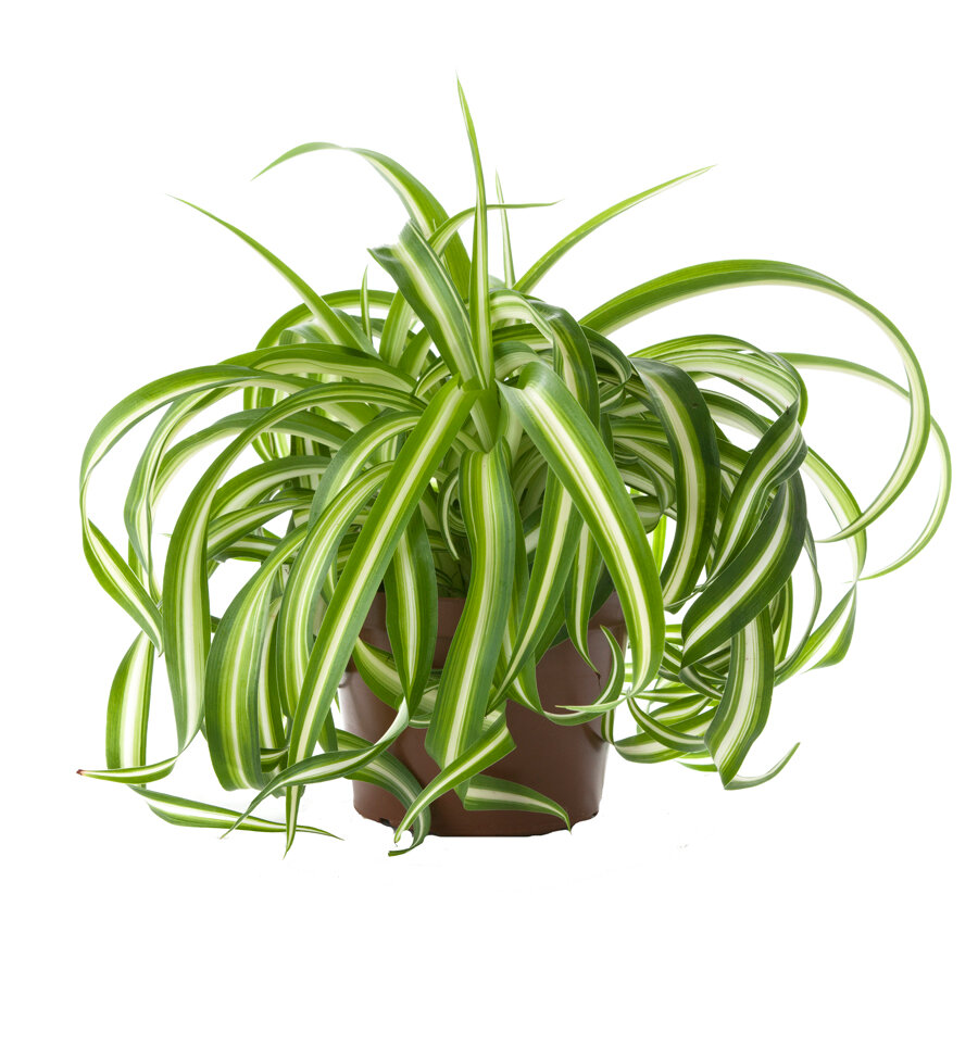 Хлорофитум кудрявый Бонни - Chlorophytum bonnie caribbean D18 H35