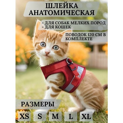 Шлейка для собак мелких пород и кошек с поводком Mirestra, красная, размер XL