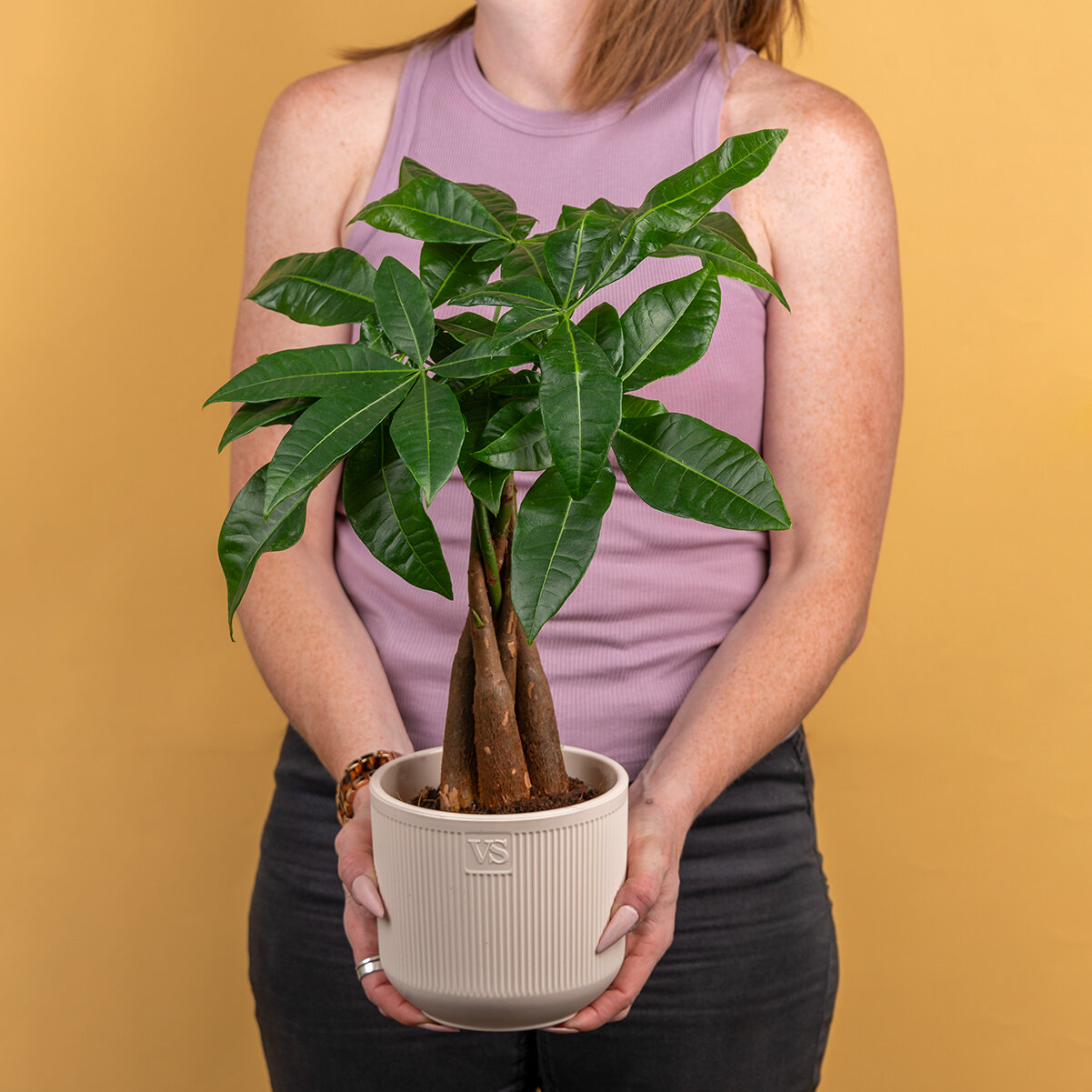 Пахира акватика Дерево Счастья высота 40-50 см в кашпо Росси VipSet 1.9л d14 см цвет крем