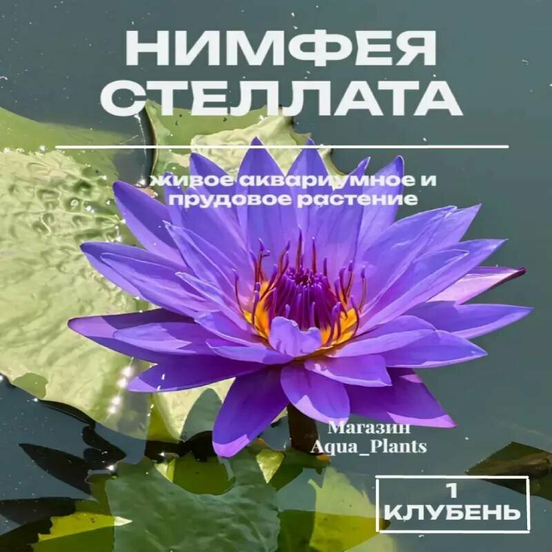 Нимфея стеллата (Звездный лотос) - 1 клубень. Живое аквариумное и прудовое растение