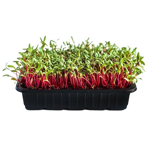 Семена микрозелени Свекла - 50 г