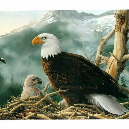 фото Картина по номерам «белоголовый орлан» 40х50 см холст на деревянном подрамнике