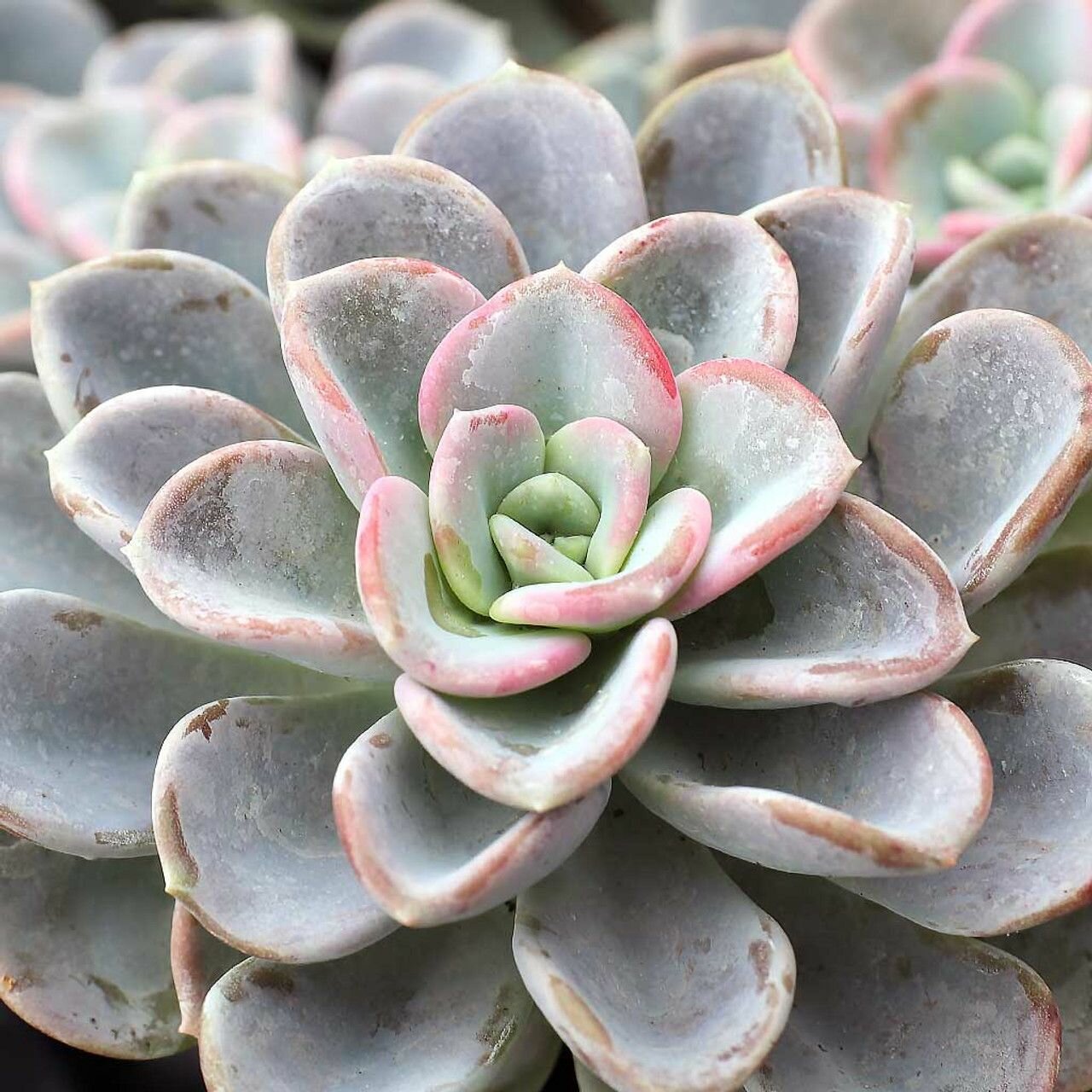 Эхеверия Орпет (Echeveria Orpet) D5см