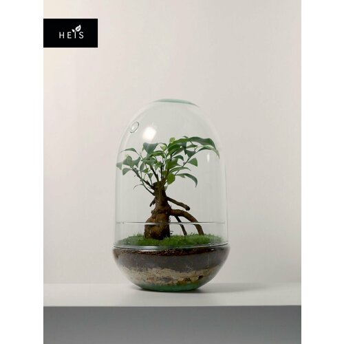 Флорариум стеклянный экосистемы HEIS Фикус микрокарпа Shell 12990₽
