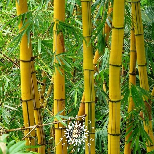 Семена Бамбук тросниковый (лат. Bambusa Arundinacea) 25шт от Green Legacy