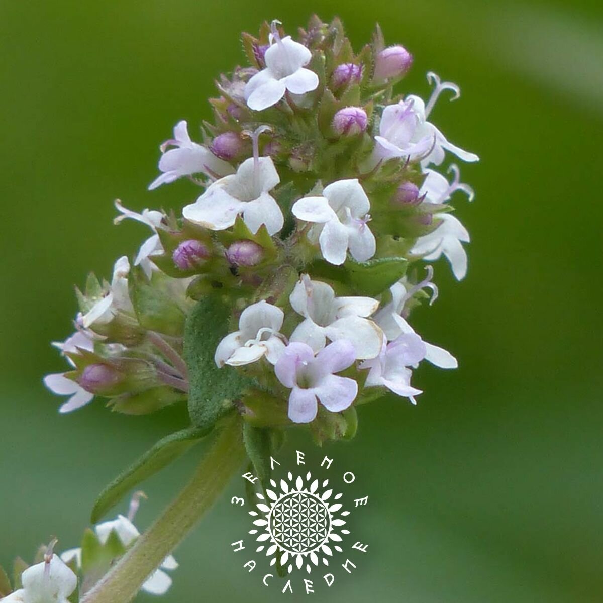 Семена Тимьян лимонный (лат. Thymus citriodorus) 25 шт от Green Legacy — фото 1