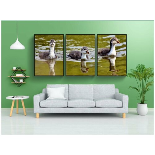 фото Набор модулных постеров для интерьера "лысуха, утка, цыпленок" 60x90 см. в тубусе, без рамки lotsprints