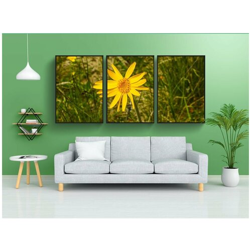 фото Набор модулных постеров для интерьера "арника, арника монтана, лекарственное растение" 60x90 см. в тубусе, без рамки lotsprints