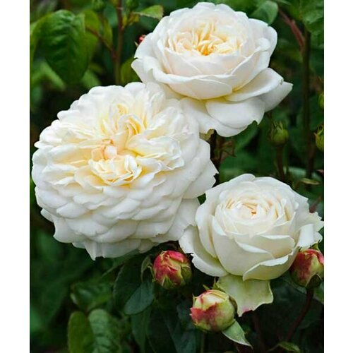 Роза Транквилити (английская парковая), 1 саженец роза английская парковая гертруда джекилл