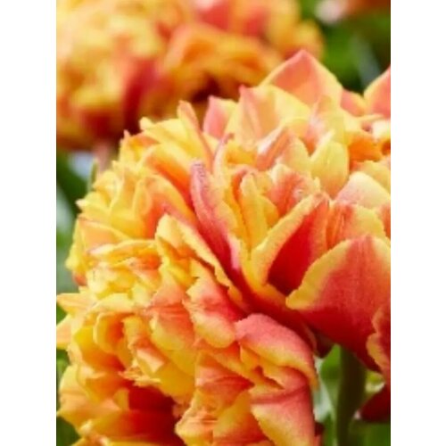 Луковицы Тюльпан Испания - 2 шт 367₽