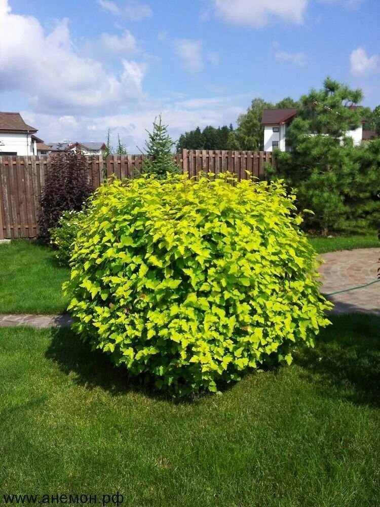 Изображение Пузыреплодник калинолистный Лютеус (Physocarpus opulifolius Luteus)