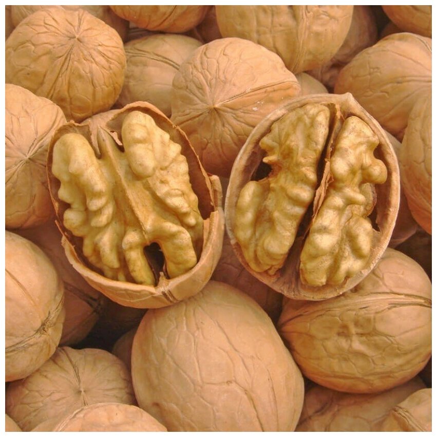 Семена Орешка Грецкий орех Чили крупный 5 шт.