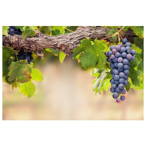 Постер на холсте Виноград №22 75см. x 50см.