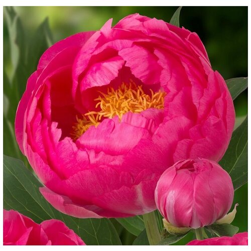 Пион Цитерия 1 шт.