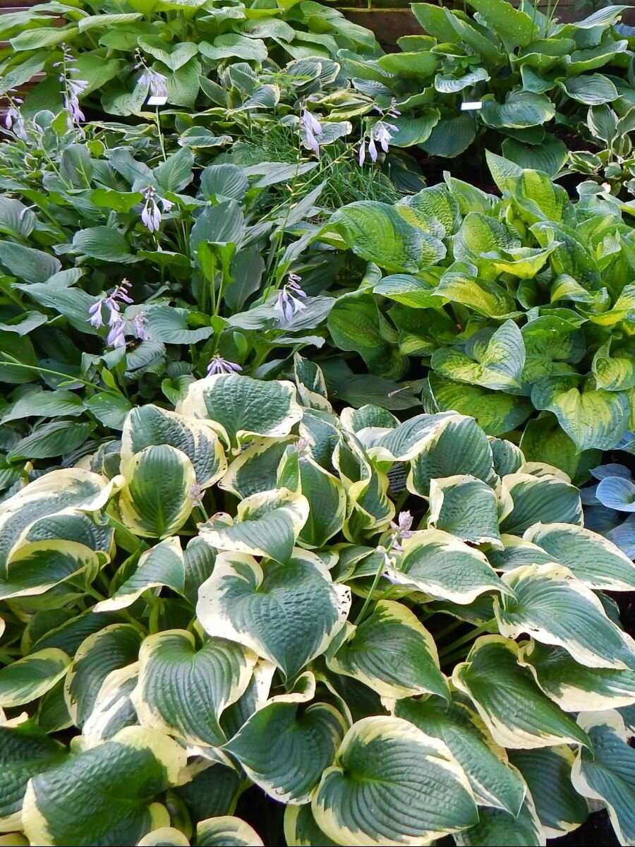 Семена Хоста гибридная микс 15 штук