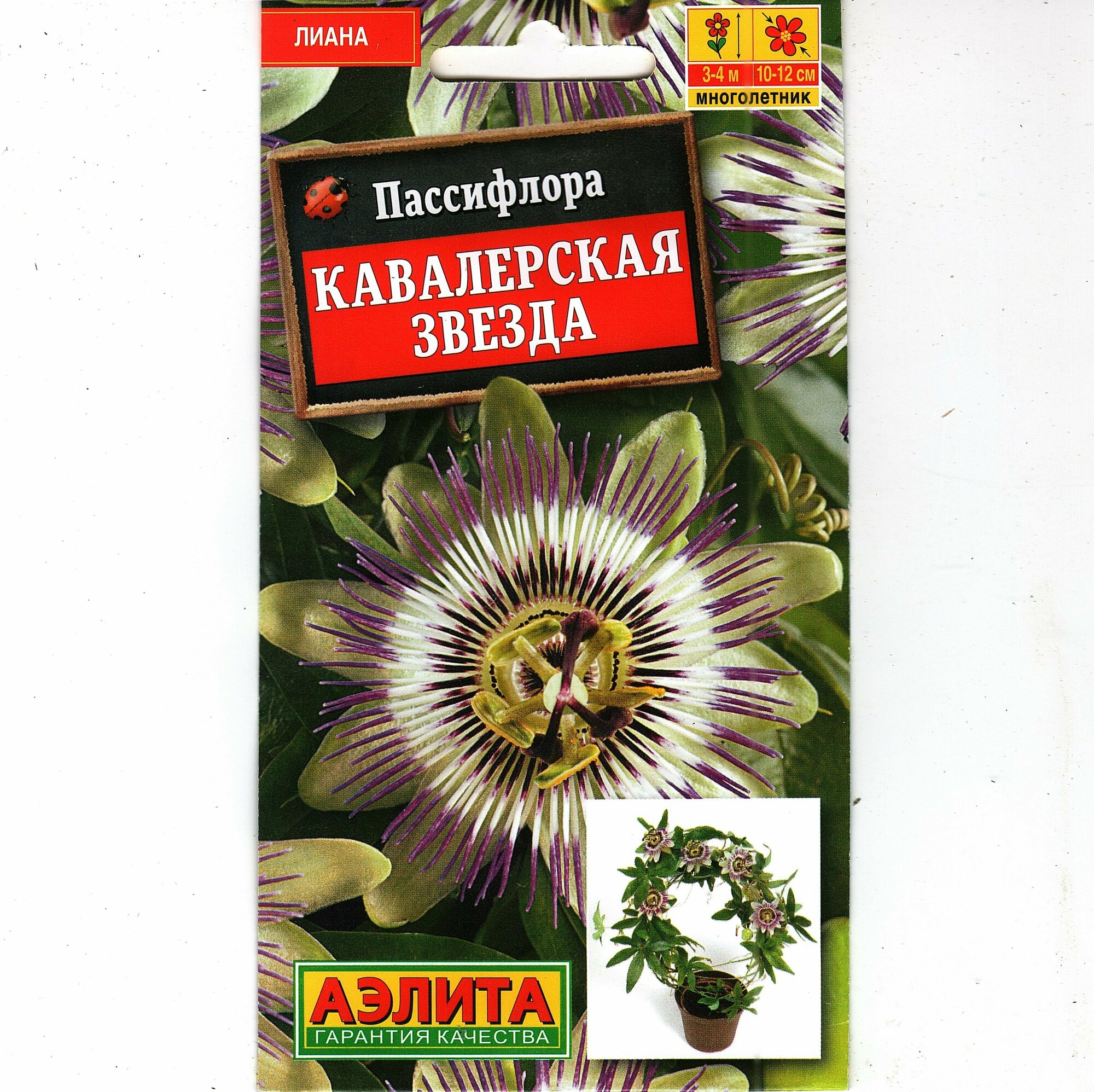 Пассифлора кавалерская звезда  комнатная многолетняя лиана ( 1 уп: 5 семян )