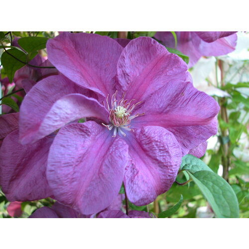 Семена Клематис крупноцветковый Рахварине 0,05 г 1 упаковка