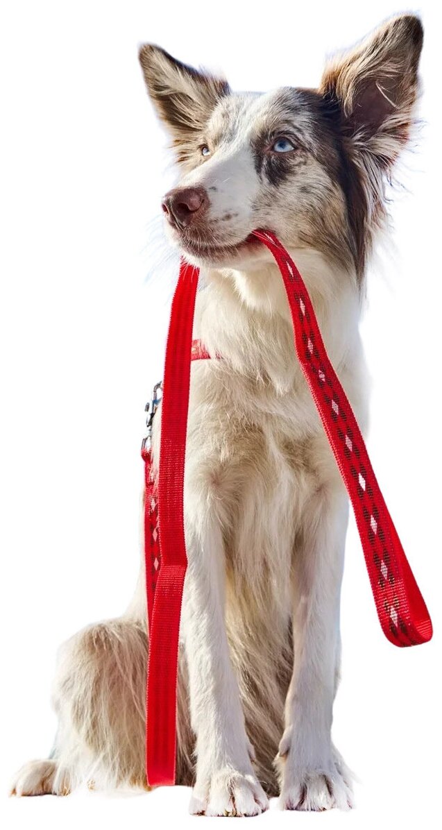 Поводок-стропа для собак Japan Premium Pet светоотражающий "АнтиСрыв" с механизмом защиты от срыва на карабине, размер М