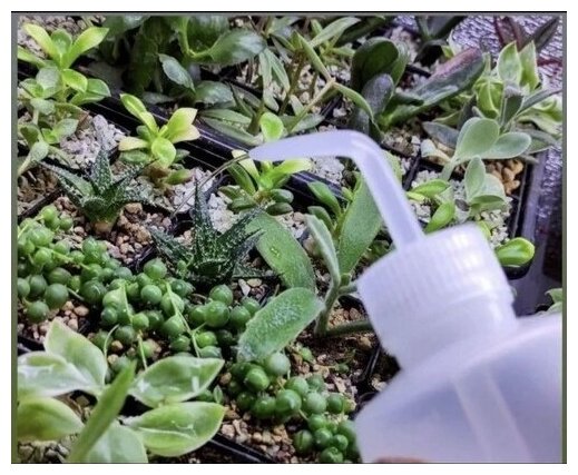 Бутылка-лейка для комнатных растений и суккулентов / Бутылка для полива, 500 мл - фотография № 4