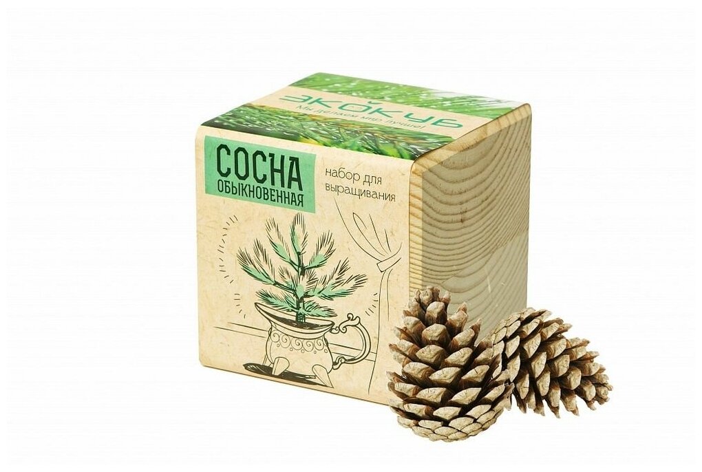 фото Набор для выращивания «Экокуб», сосна