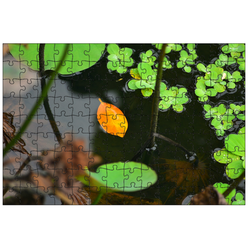 фото Магнитный пазл 27x18см."листья, бассейн, поверхность озера" на холодильник lotsprints