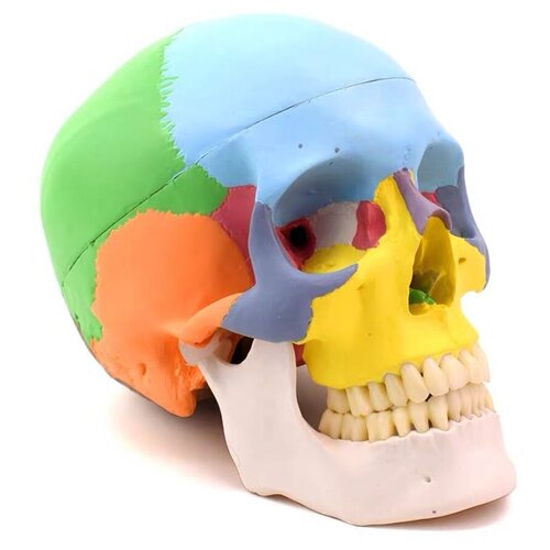 Анатомическая модель человеческого черепа 1:1 в цвете 19,5*15*21 см обозначены 22 области черепа для начинающих медиков, скульпторов, художников (У)