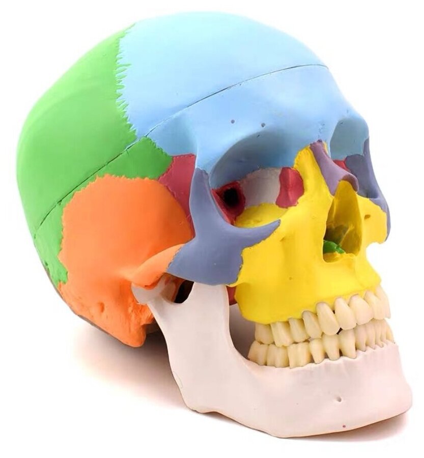 Анатомическая модель человеческого черепа 1:1 в цвете 19,5*15*21 см обозначены 22 области черепа для начинающих медиков, скульпторов, художников (У)