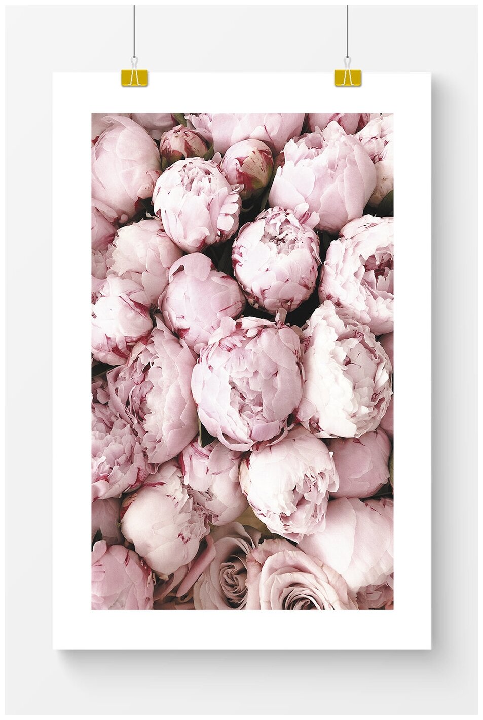 Постер для интерьера Postermarkt Розовые пионы 40х50 см в тубусе