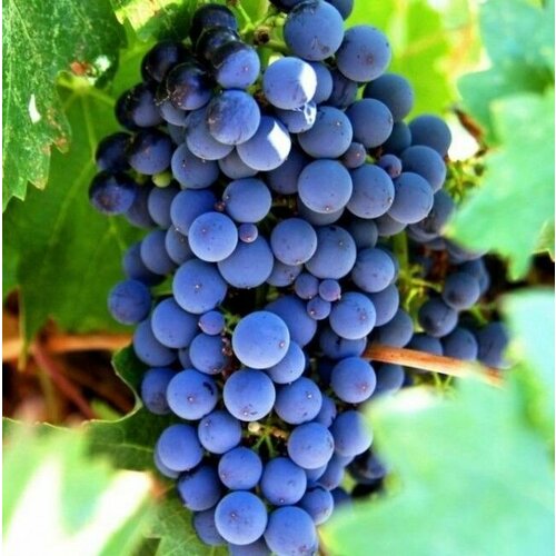 Виноград Изабелла 2 шт 1299₽